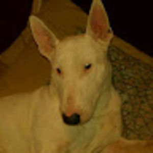 Meet your Posher, Steve